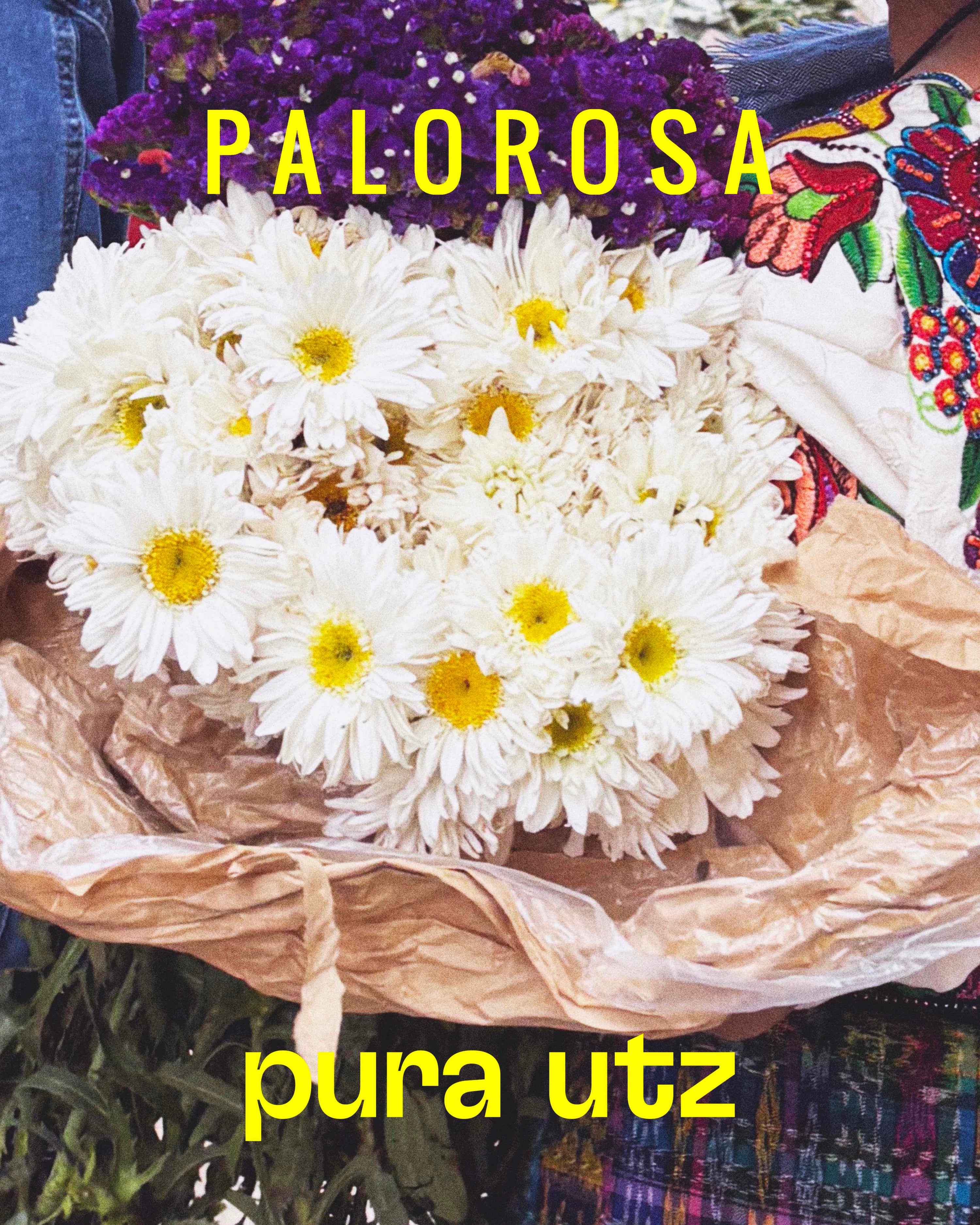 Palorosa x Pura Utz
